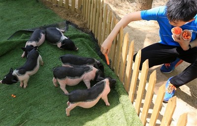 গিনি পিগ হিটস্ট্রোক হলে আপনি কি করবেন